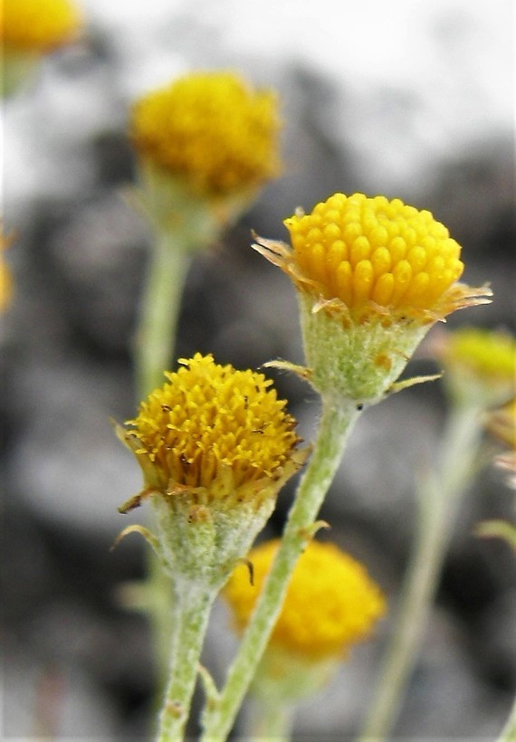 Image of Texas pricklyleaf