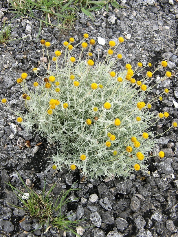 Image of Texas pricklyleaf