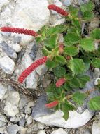 Image of round copperleaf