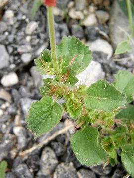 Image de Acalypha monostachya Cav.