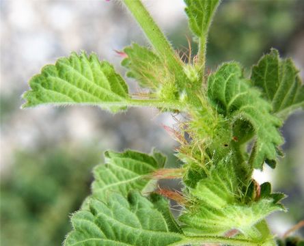 Image de Acalypha monostachya Cav.