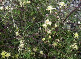 Plancia ëd Clematis drummondii Torr. & Gray