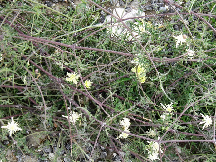 Plancia ëd Clematis drummondii Torr. & Gray