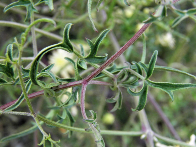 Imagem de Clematis drummondii Torr. & Gray