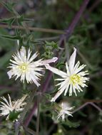 Imagem de Clematis drummondii Torr. & Gray