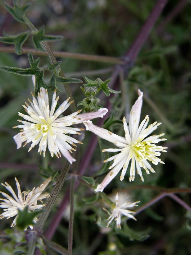 Plancia ëd Clematis drummondii Torr. & Gray