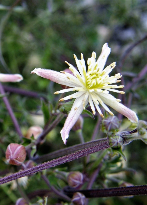 Plancia ëd Clematis drummondii Torr. & Gray