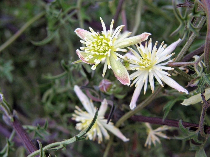 Imagem de Clematis drummondii Torr. & Gray