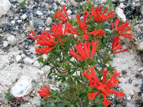 Image of firecrackerbush