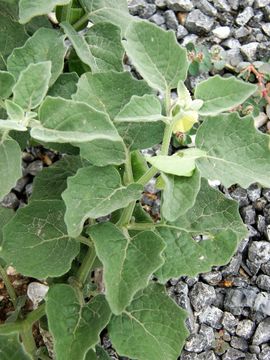 Image of smallflower groundcherry