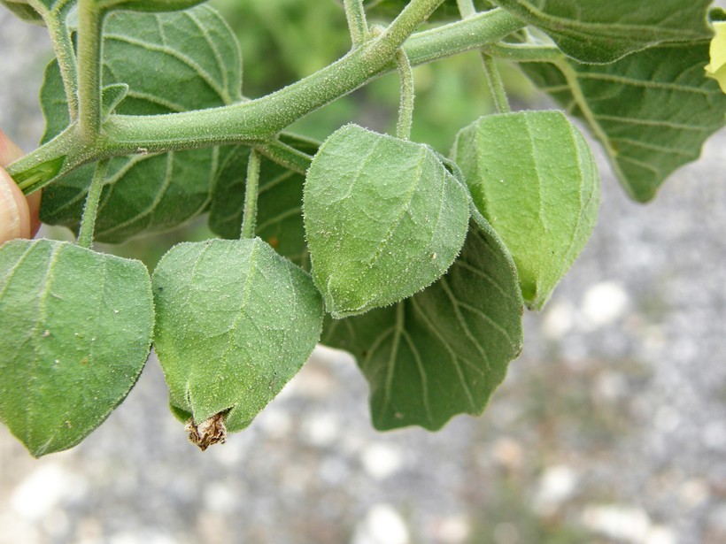 Image de Physalis cinerascens A. S. Hitchcock