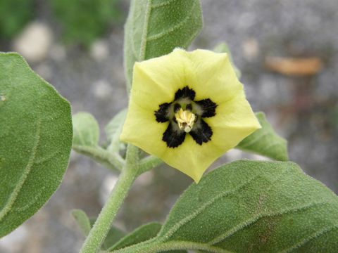 Image de Physalis cinerascens A. S. Hitchcock