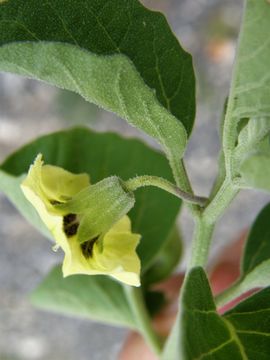 Physalis cinerascens A. S. Hitchcock resmi