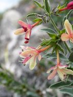 Image of <i>Clerodendrum coulteri</i>