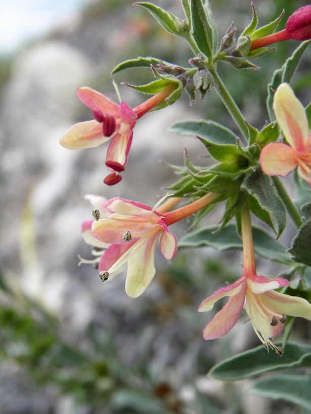 Image of <i>Clerodendrum coulteri</i>