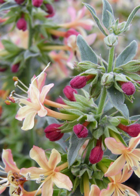 Image of <i>Clerodendrum coulteri</i>