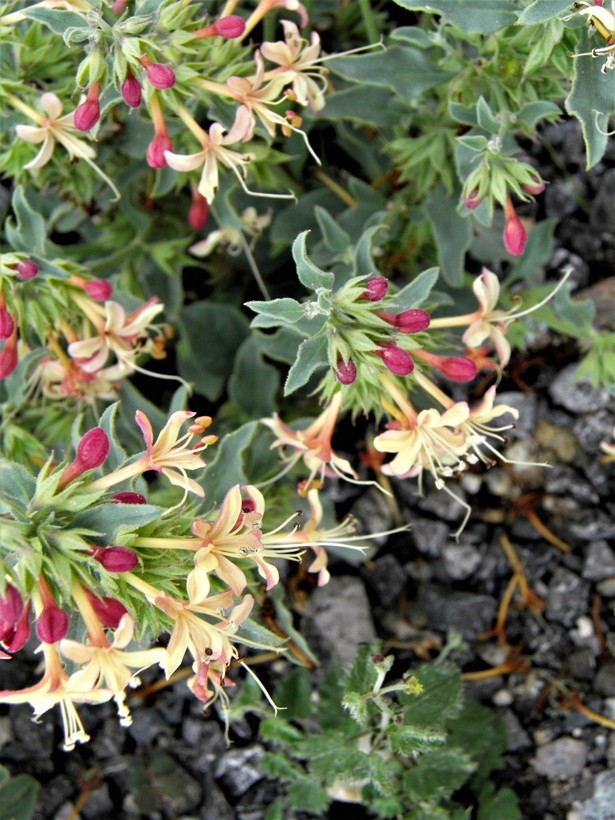 Image of <i>Clerodendrum coulteri</i>