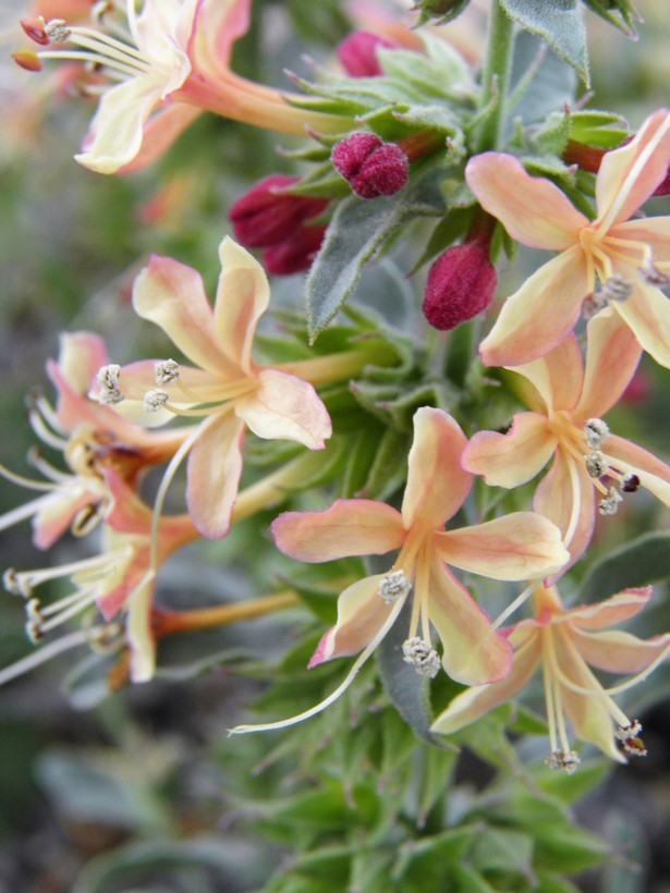 Image of <i>Clerodendrum coulteri</i>