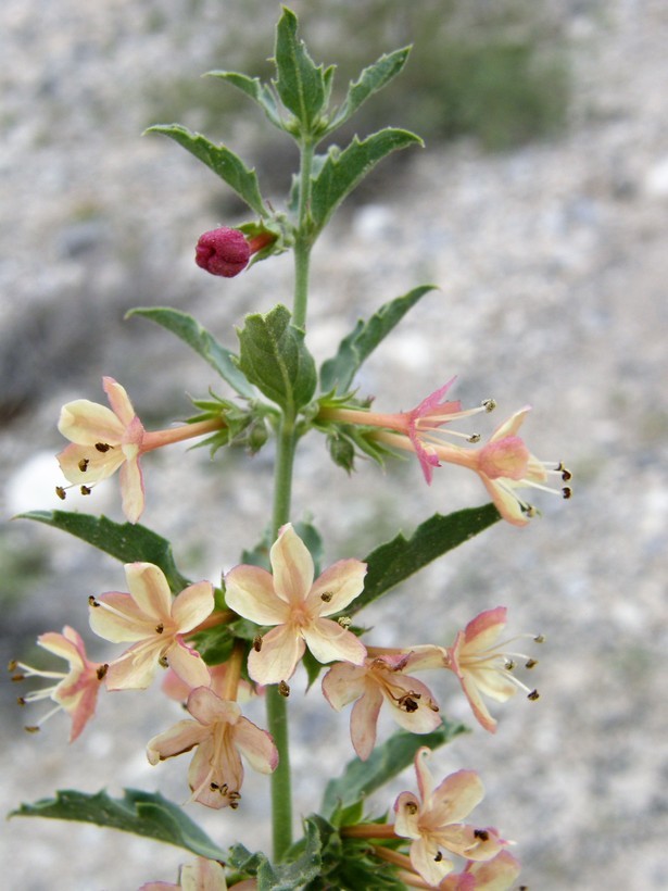 Image of <i>Clerodendrum coulteri</i>