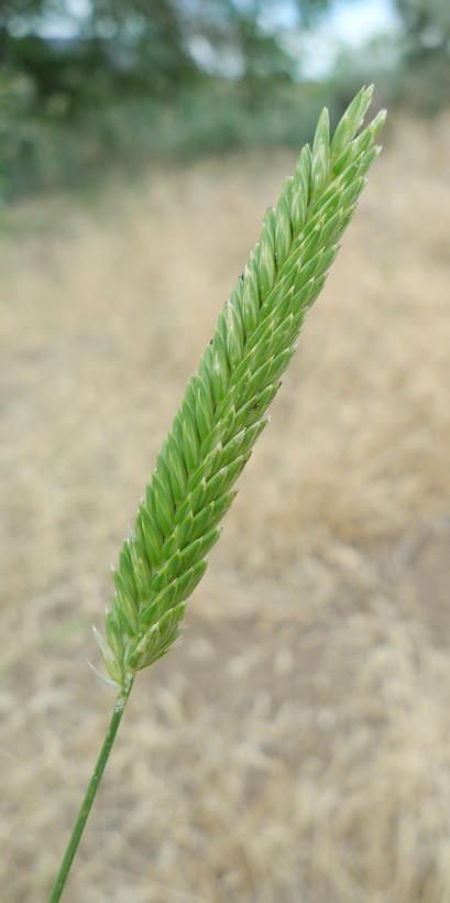 Image of crested wheatgrass