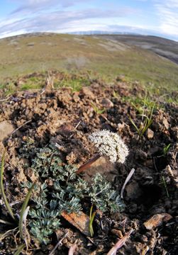 صورة Lomatium canbyi (Coult. & Rose) Coult. & Rose