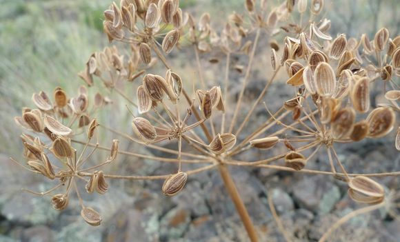 Image of <i>Lomatium dissectum</i> var. <i>multifidum</i>