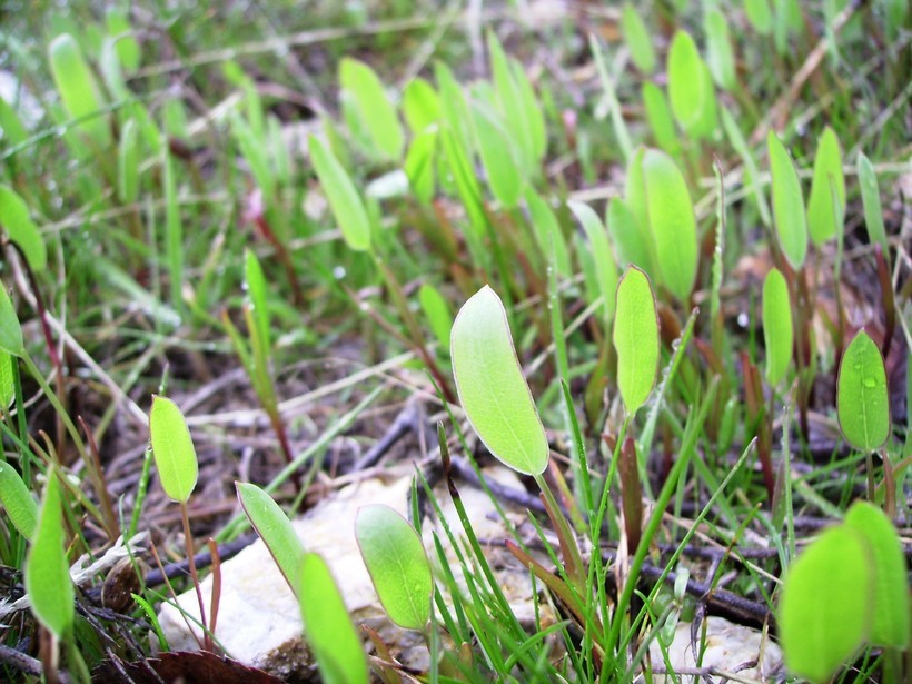 Lomatium nudicaule (Pursh) Coult. & Rose的圖片