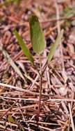 Lomatium nudicaule (Pursh) Coult. & Rose的圖片