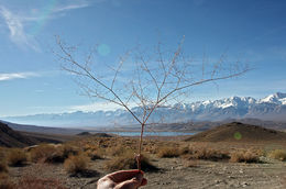 Imagem de Eriogonum glandulosum (Nutt.) Nutt. ex Benth.