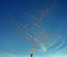 Image of acorn buckwheat