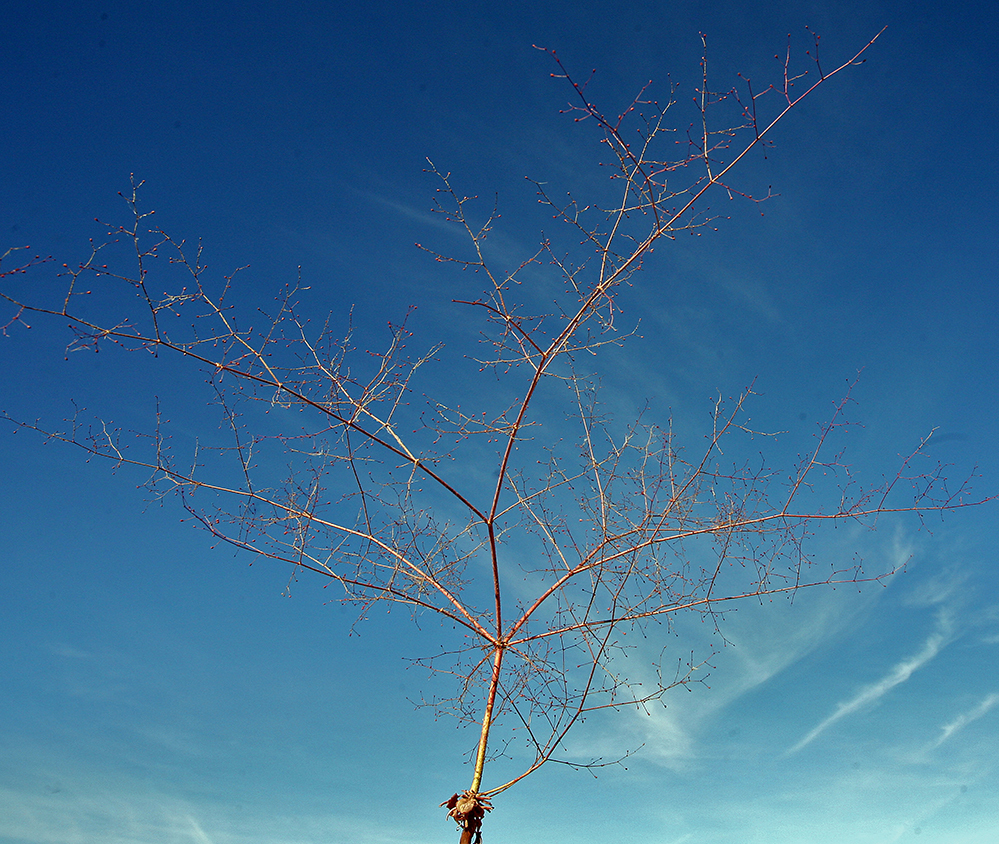 Image of acorn buckwheat