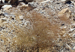 Image of acorn buckwheat