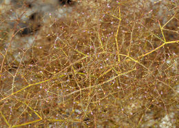 Image of acorn buckwheat