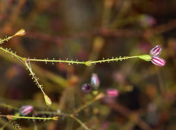 Image of acorn buckwheat