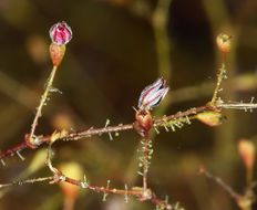 Image of acorn buckwheat