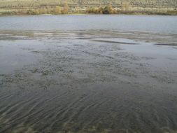 Image of Eurasian Water-Milfoil