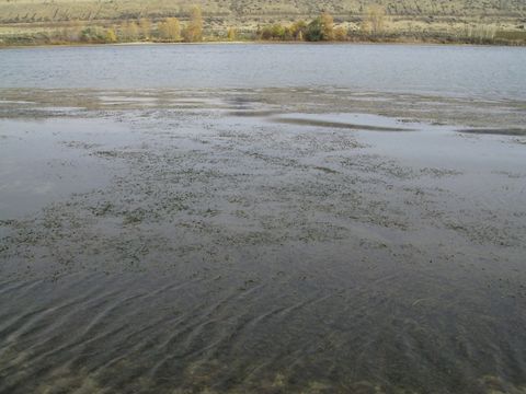 Image of Eurasian Water-Milfoil