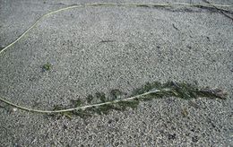 Image of Eurasian Water-Milfoil