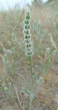 Image of woolly plantain