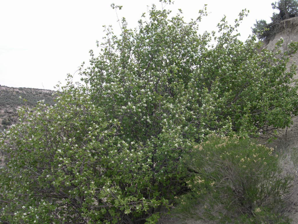 Image of Utah serviceberry