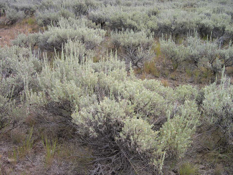 Imagem de Artemisia tridentata subsp. vaseyana (Rydb.) Beetle