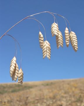 Image of rattlesnake brome