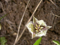 Image de Calochortus elegans Pursh