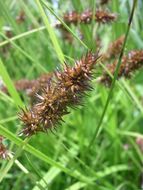 Image of Awl-fruited sedge