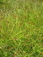 Image of Awl-fruited sedge