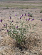 Image of Blue Mountain Prairie-clover