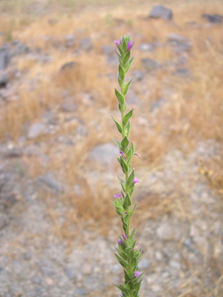 Image of <i>Epilobium densiflorum</i>