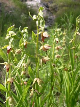 Image of Stream orchid