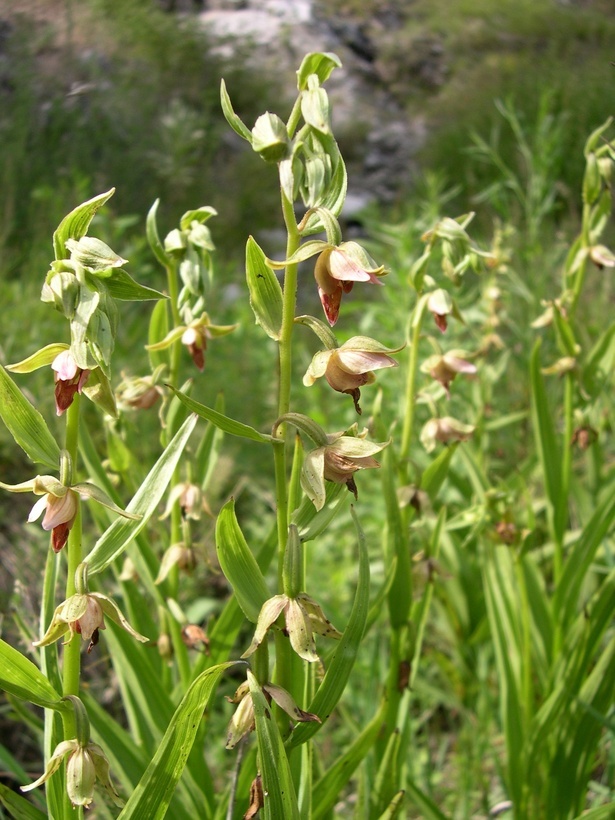 Image of Stream orchid