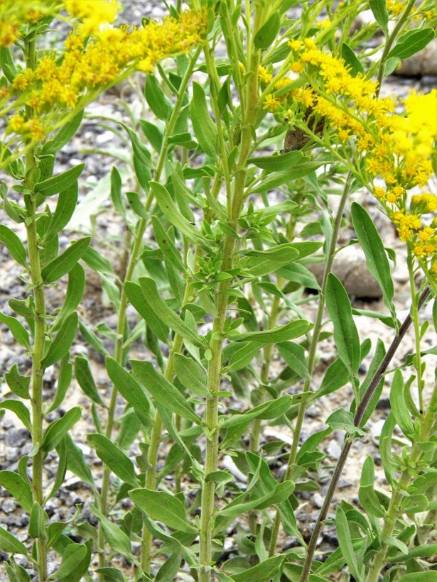 Image of three-nerve goldenrod